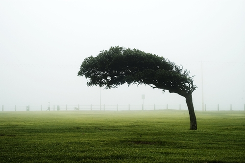 Understanding Wind Speed and Tree Stability: How Strong Winds